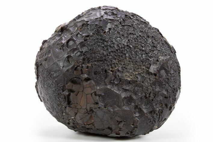 Dragon Scale Stone (Iron, Manganese, Siderite Nodule) #302334